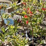 Azalka veľkokvetá (Azalea Mollis) ´TUNIS´ - výška 20-40 cm, kont. C1L